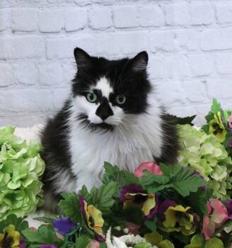 Rescue Domestic Long Hair Cats for Adoption in Front Royal, Virginia - Livia | PetCurious