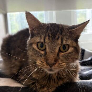 Carrie Cockatoo -  Domestic Medium Hair Cat for Adoption in Gloucester, Virginia - Carrie Cockatoo | PetCurious
