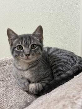 Gizmo -  American Shorthair Cat for Adoption in Cashiers, North Carolina - Gizmo | PetCurious