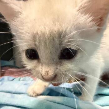 Shrek -  Domestic Short Hair Cat for Adoption in Troy, Virginia - Shrek | PetCurious