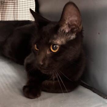 Shadow -  Domestic Short Hair Cat for Adoption in Edinburg, Texas - Shadow | PetCurious