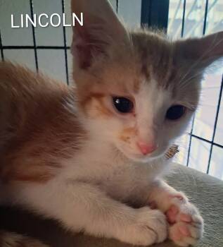 Lincoln -  Domestic Short Hair Cat for Adoption in Redondo Beach, California - Lincoln | PetCurious