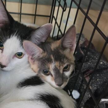 Imogen Oaks -  American Shorthair Cat for Adoption in Melrose, Florida - Imogen Oaks | PetCurious