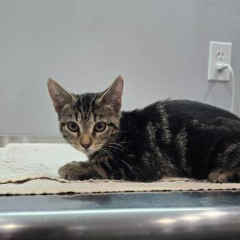 Darcy -  Domestic Short Hair Cat for Adoption in Fairmont, West Virginia - Darcy | PetCurious