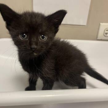 Hubbard Squash -  Domestic Short Hair Cat for Adoption in Chicago, Illinois - Hubbard Squash | PetCurious