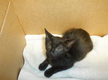 ELIZABETH -  Domestic Short Hair Cat for Adoption in San Jose, California - ELIZABETH | PetCurious