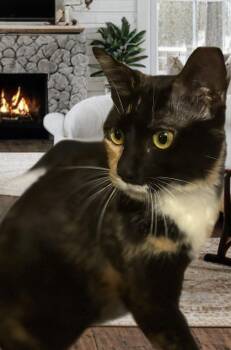 Rescue Domestic Short Hair and Calico Cats for Adoption in Scottsdale, Arizona - Nena | PetCurious
