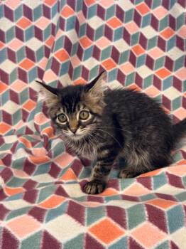 Kayda @ PetSmart Walker Rd -  Domestic Medium Hair Cat for Adoption in Newberg, Oregon - Kayda @ PetSmart Walker Rd | PetCurious