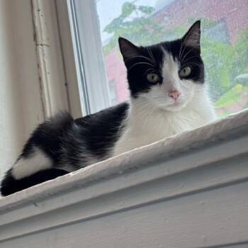 Rescue Domestic Short Hair Cats for Adoption in Melbourne, Kentucky - Penelope, Princess Penelope | PetCurious