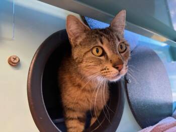 ROSALITA* -  Domestic Short Hair Cat for Adoption in Santa Cruz, California - ROSALITA* | PetCurious