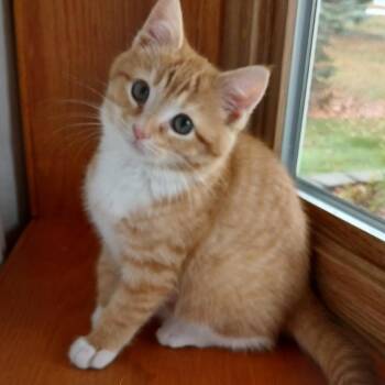 Rescue Domestic Short Hair and Tabby Cats for Adoption in Germansville, Pennsylvania - Sunkist | PetCurious