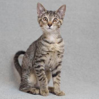 Peyton -  Domestic Short Hair Cat for Adoption in Sunnyvale, California - Peyton | PetCurious
