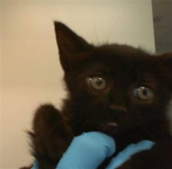 A1267991 -  Domestic Short Hair Cat for Adoption in Charlotte, North Carolina - A1267991 | PetCurious