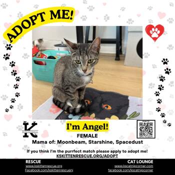 Angel -  Domestic Short Hair Cat for Adoption in OSBORNVILLE, New Jersey - Angel | PetCurious