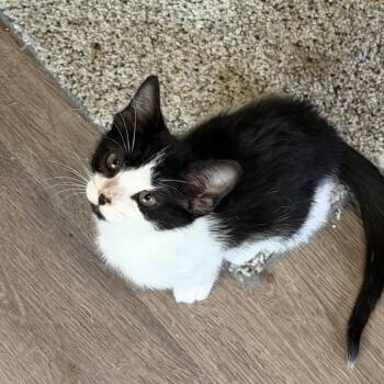 Ferd -  Domestic Short Hair Cat for Adoption in Buffalo, Minnesota - Ferd | PetCurious