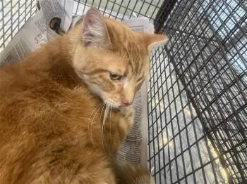Domestic Short Hair Cats Available for Adoption in San Antonio, Texas - MARIO | PetCurious
