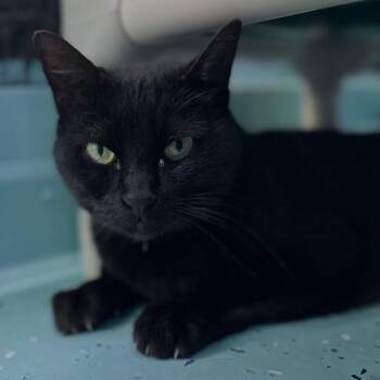 Domestic Short Hair Cats Available for Adoption in Victoria, British Columbia - Fred | PetCurious