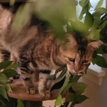 Nancy -  Domestic Short Hair Cat for Adoption in Baytown, Texas - Nancy | PetCurious