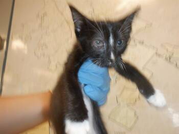 Rescue Domestic Short Hair Cats for Adoption in San Jose, California - A1393727 | PetCurious