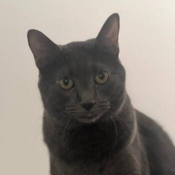 Mako -  Domestic Short Hair Cat for Adoption in Wahiawa, Hawaii - Mako | PetCurious