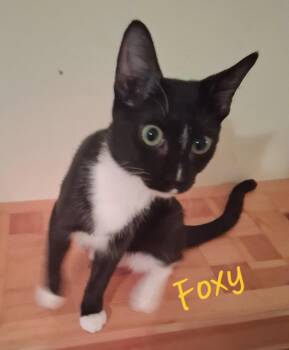Foxy -  Domestic Short Hair Cat for Adoption in Longwood, Florida - Foxy | PetCurious