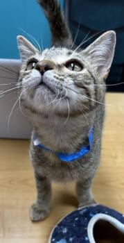 Crescent -  Domestic Short Hair Cat for Adoption in Plano, Texas - Crescent | PetCurious
