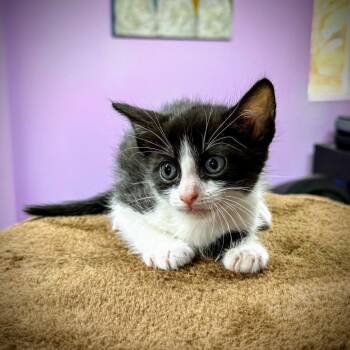 Domestic Short Hair Cats Available for Adoption in Boerne, Texas - Love Me Do | PetCurious