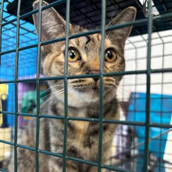 Mint -  Domestic Short Hair Cat for Adoption in Montgomery, Alabama - Mint | PetCurious
