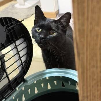 Sarsaparilla C12717 -  Domestic Short Hair Cat for Adoption - Sarsaparilla C12717 | PetCurious