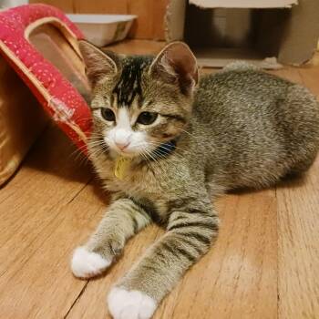 Rescue Domestic Short Hair Cats for Adoption in Troy, Illinois - Bashful | PetCurious