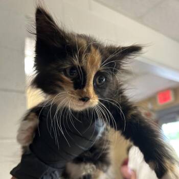 Topaz -  Domestic Long Hair Cat Available for Adoption in Roxboro, North Carolina - Topaz | PetCurious