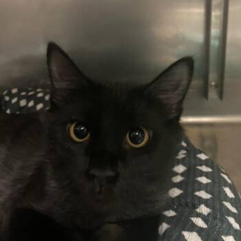 Bella -  Domestic Short Hair and Mixed Breed Cat for Adoption in Titusville, Florida - Bella | PetCurious