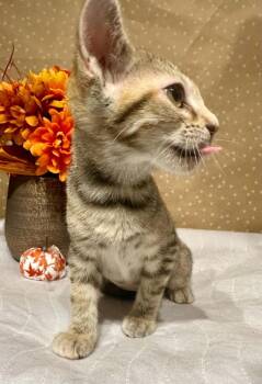 Siren -  Domestic Short Hair Cat for Adoption in Groveland, Massachusetts - Siren | PetCurious