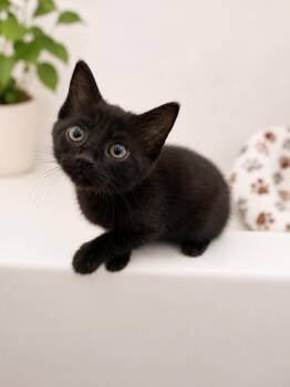 Prada -  Domestic Short Hair Cat for Adoption in Coachella, California - Prada | PetCurious