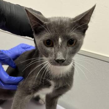 Aristotle -  Domestic Short Hair Cat for Adoption in Tampa, Florida - Aristotle | PetCurious