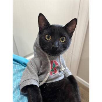 Domestic Short Hair Cats Available for Adoption in Morgan Hill, California - Rocky | PetCurious