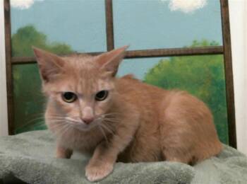 Domestic Short Hair Cats Available for Adoption in Houston, Texas - NORA | PetCurious