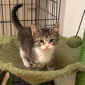 Rose -  Domestic Short Hair Cat for Adoption in Dekalb, Illinois - Rose | PetCurious