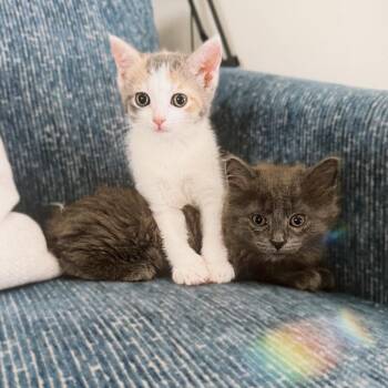 Trudy & Tilly -  Domestic Long Hair Cat Available for Adoption in Leetonia, Ohio - Trudy & Tilly | PetCurious