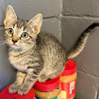 TUSC-Stray-85398_2 -  Domestic Short Hair Cat for Adoption in Tuscaloosa, Alabama - TUSC-Stray-85398_2 | PetCurious