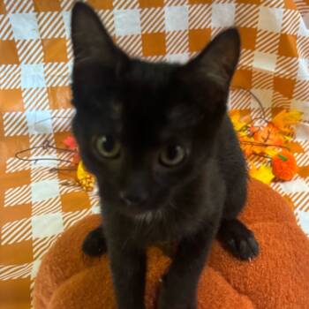 Rescue American Shorthair Cats for Adoption in Mocksville, North Carolina - Binks | PetCurious