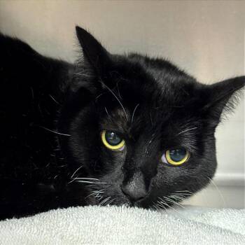 Jade Marie -  Domestic Short Hair Cat for Adoption in Goleta, California - Jade Marie | PetCurious