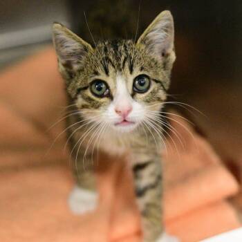 Cozmo -  Domestic Short Hair Cat for Adoption in Idaho Falls, Idaho - Cozmo | PetCurious