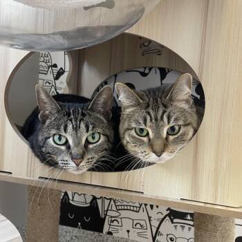 Ivy -  Domestic Short Hair and Mixed Breed Cat for Adoption in Oak Park, Illinois - Ivy | PetCurious