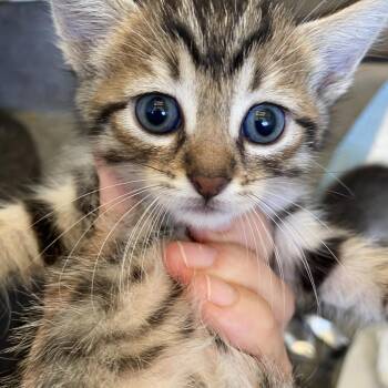Domestic Short Hair Cats Available for Adoption in Volcano, Hawaii - Pinecone | PetCurious