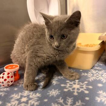 Gravy -  Domestic Short Hair Cat for Adoption in Franklin, North Carolina - Gravy | PetCurious