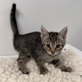 Pudgey -  Domestic Short Hair Cat for Adoption in West Palm Beach, Florida - Pudgey | PetCurious