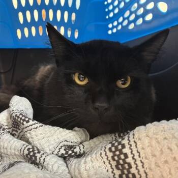 Steve -  Domestic Long Hair Cat for Adoption in Troutdale, Oregon - Steve | PetCurious