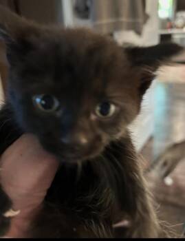 Promise -  Domestic Short Hair Cat for Adoption in Poplar Grove, Illinois - Promise | PetCurious