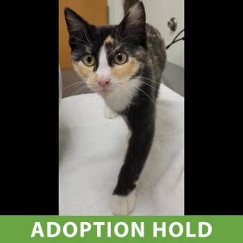 Domestic Short Hair Cats Available for Adoption - Petunia | PetCurious